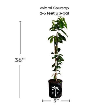 Soursop Guanabana from Seedlings Fruit Tree